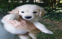 Golden Retriever dogs for sale: Pixie - Image 3
