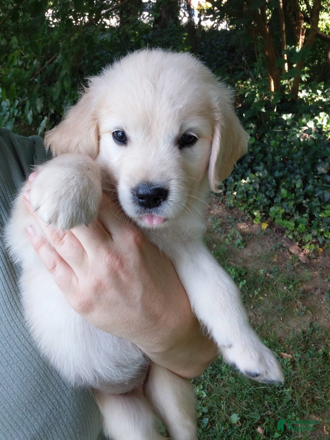Golden Retriever dogs for sale: Pixie - Image 3