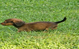 Dachshund dogs for sale: Thor - Image 8
