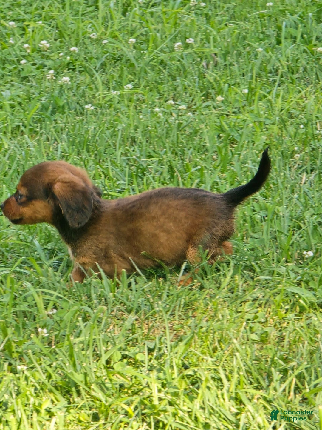 Dachshund dogs for sale: Thor - Image 8