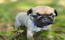 Pug dogs for sale: Dwight - Image 20