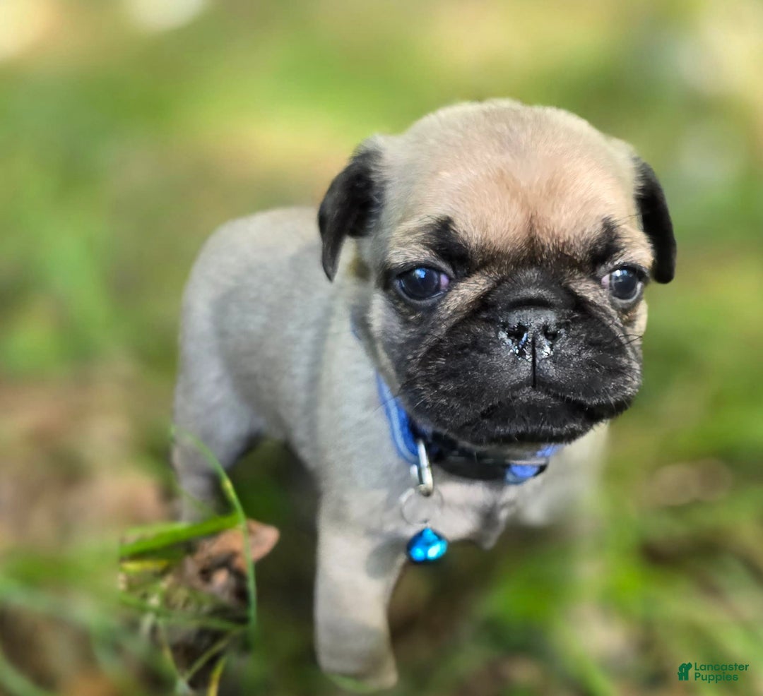 Pug dogs for sale: Dwight - Image 20