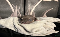 American Bully dogs for sale: Rosey - Image 10