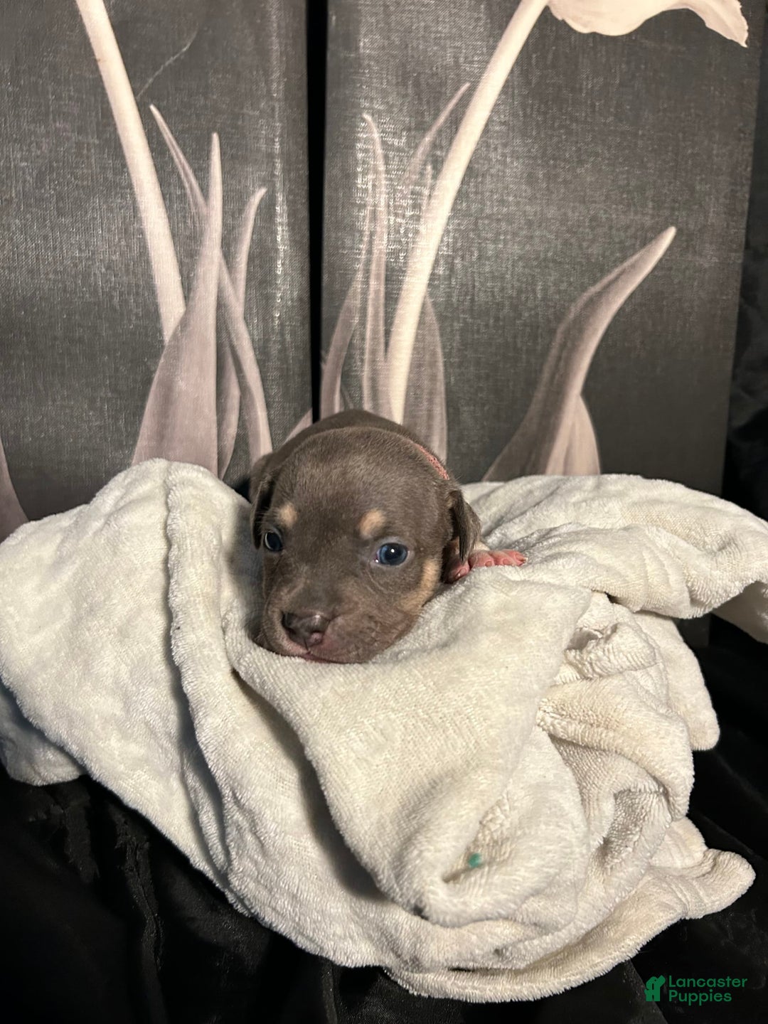 American Bully dogs for sale: Rosey - Image 10