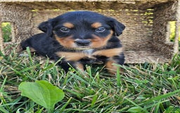 Bernese Mountain Dog dogs for sale: Bernese Mountain Dog 8 puppies - Image 14