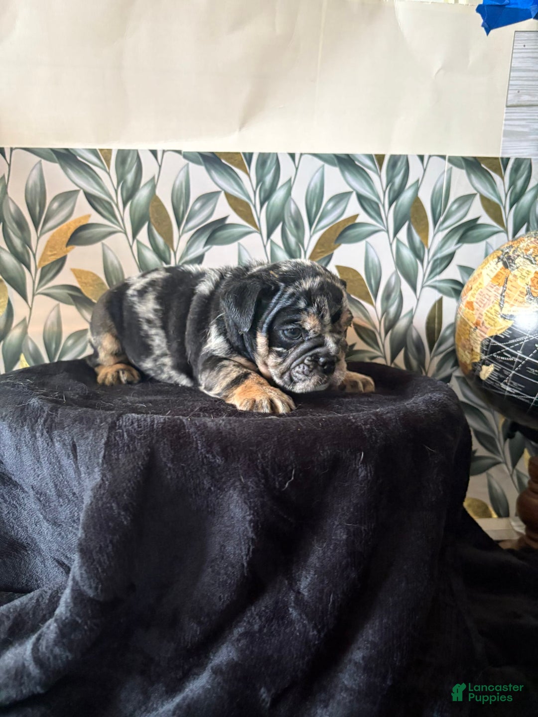 English Bulldog dogs for sale: Sophia - Image 2