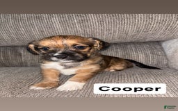 Morkie dogs for sale: Cooper - Image 1