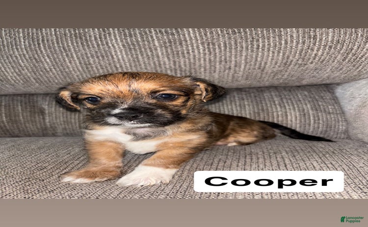 Morkie dogs for sale - Ad 5
