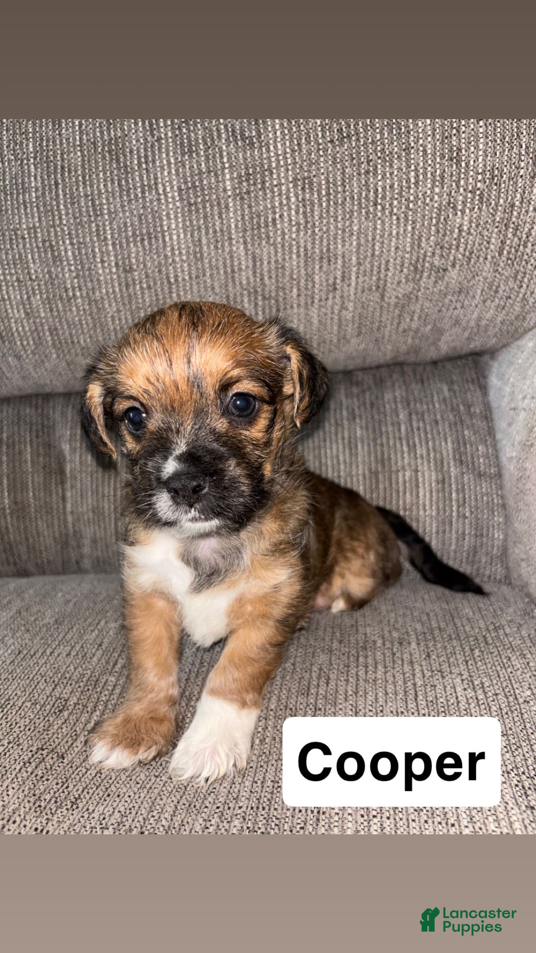 Morkie dogs for sale: Cooper - Image 1
