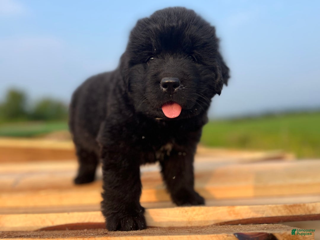 Newfoundland dogs for sale: Duke - Image 5