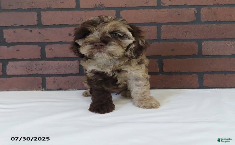 Cockapoo dogs for sale - Ad 3