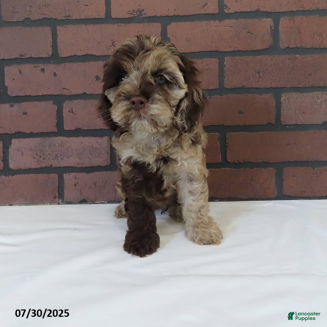 Cockapoo dogs for sale: Sunshine - Image 1