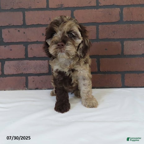 Cockapoo dogs for sale - Ad 3