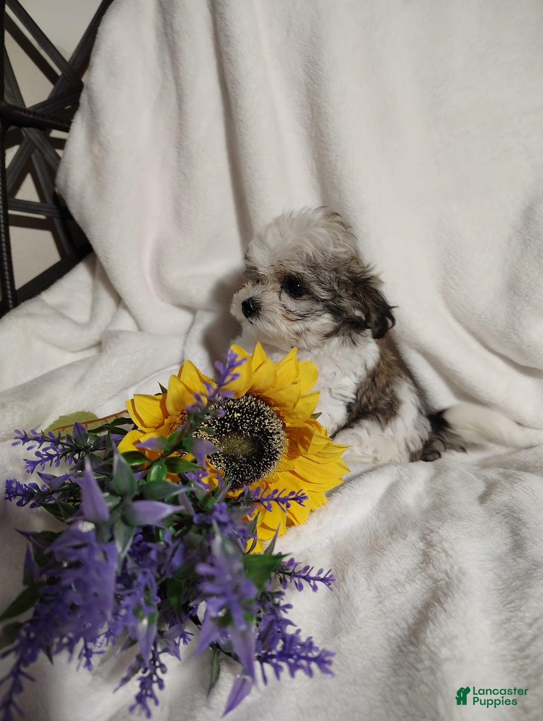 Maltipoo dogs for sale: Popeye - Image 4
