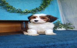 Havanese dogs for sale: Dusty - Image 5