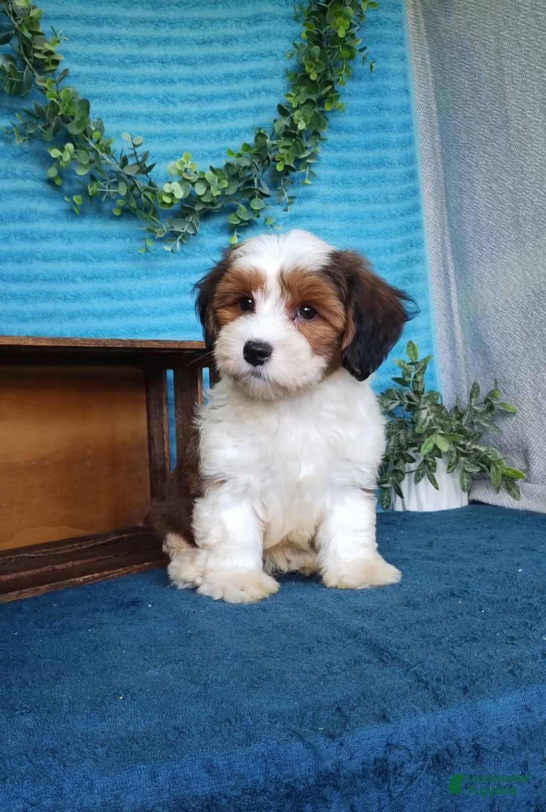 Havanese dogs for sale: Dusty - Image 5