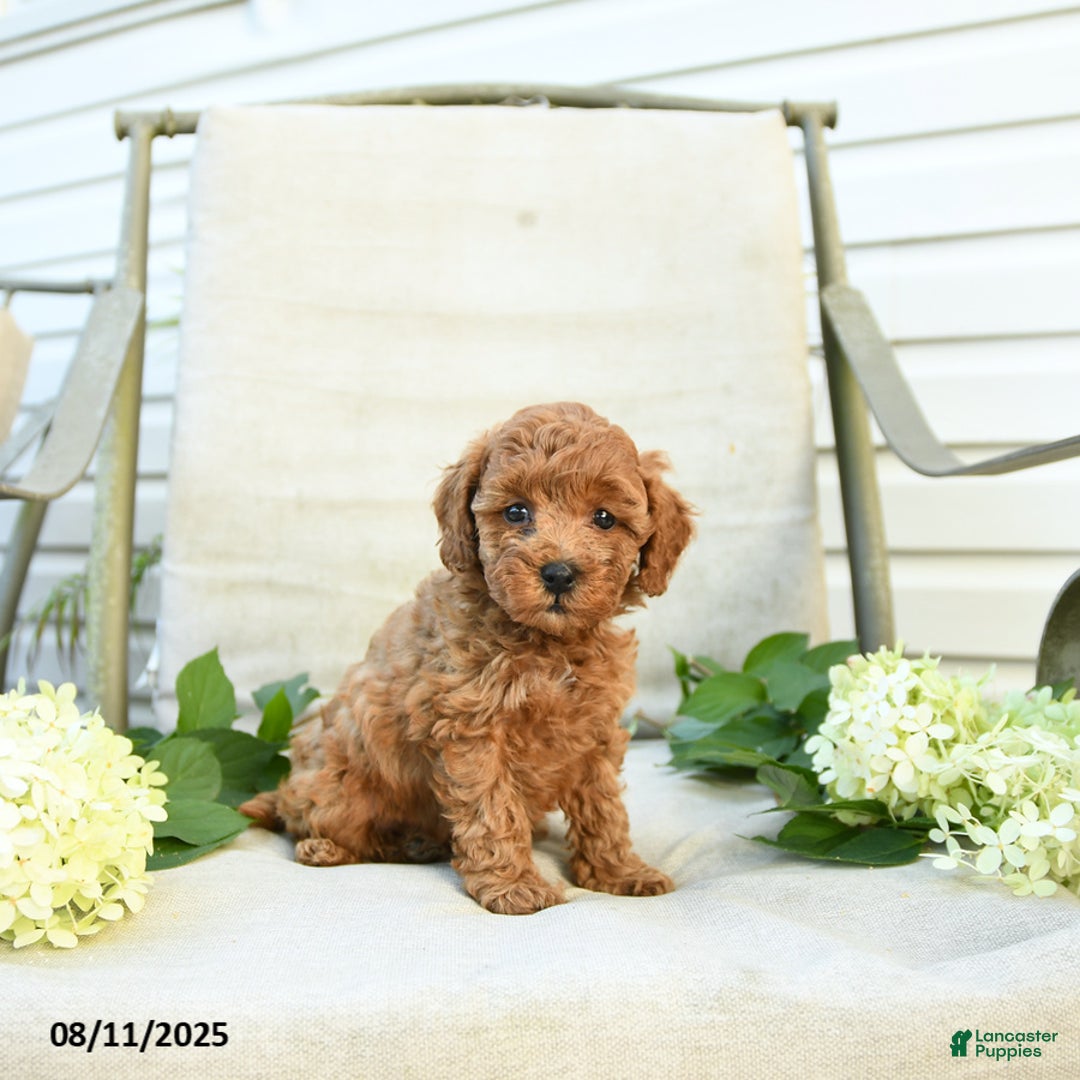 Mini Goldendoodle dogs for sale: Jenna - Image 1