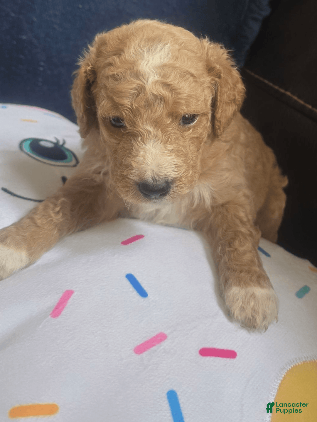 Goldendoodle dogs for sale: Otitis - Image 3