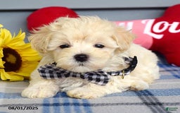 Maltipoo dogs for sale: Marly - Image 6