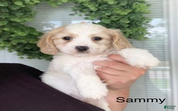 Cavachon dogs for sale: Tommy - Image 1