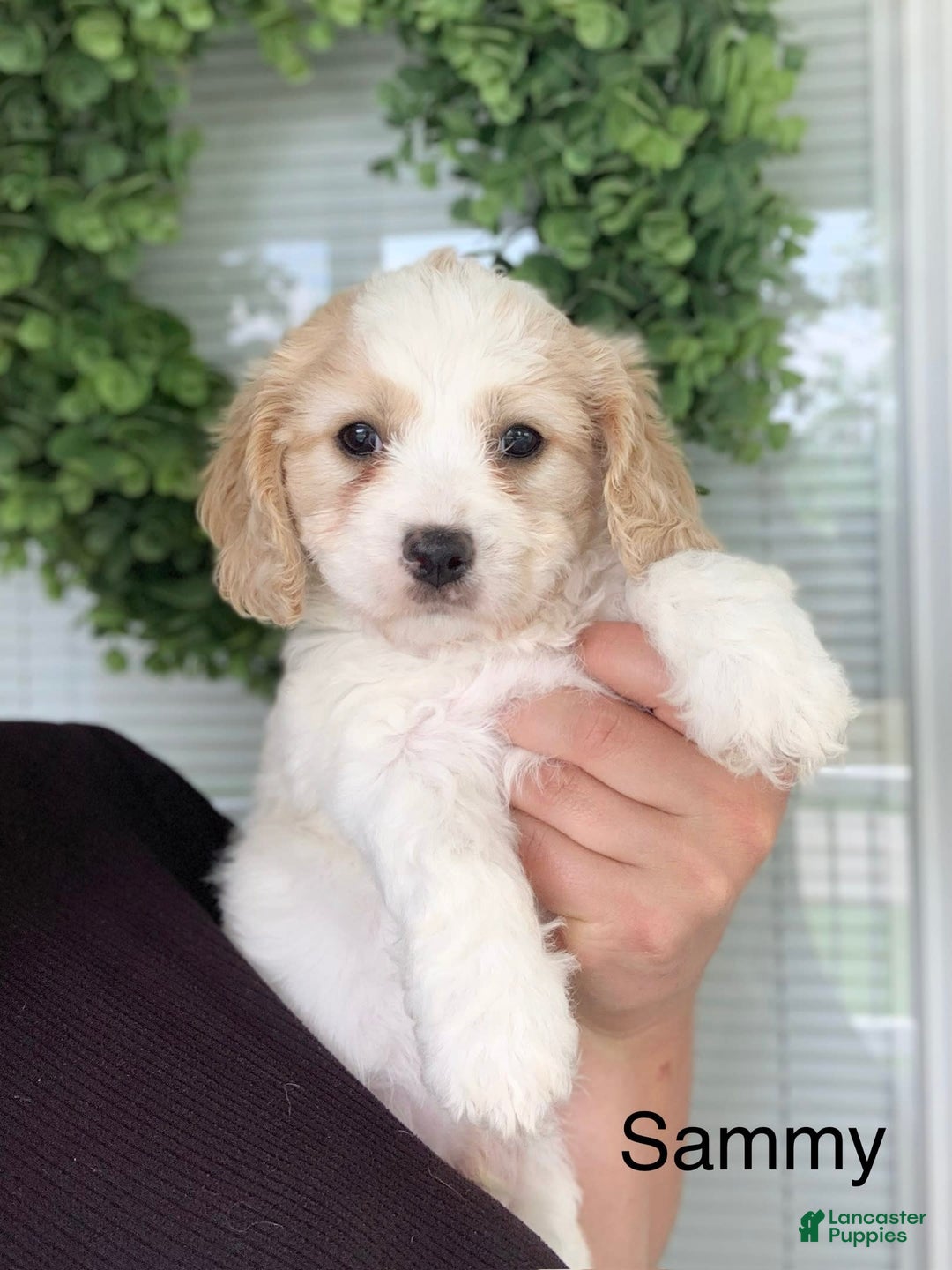 Cavachon dogs for sale: Tommy - Image 1