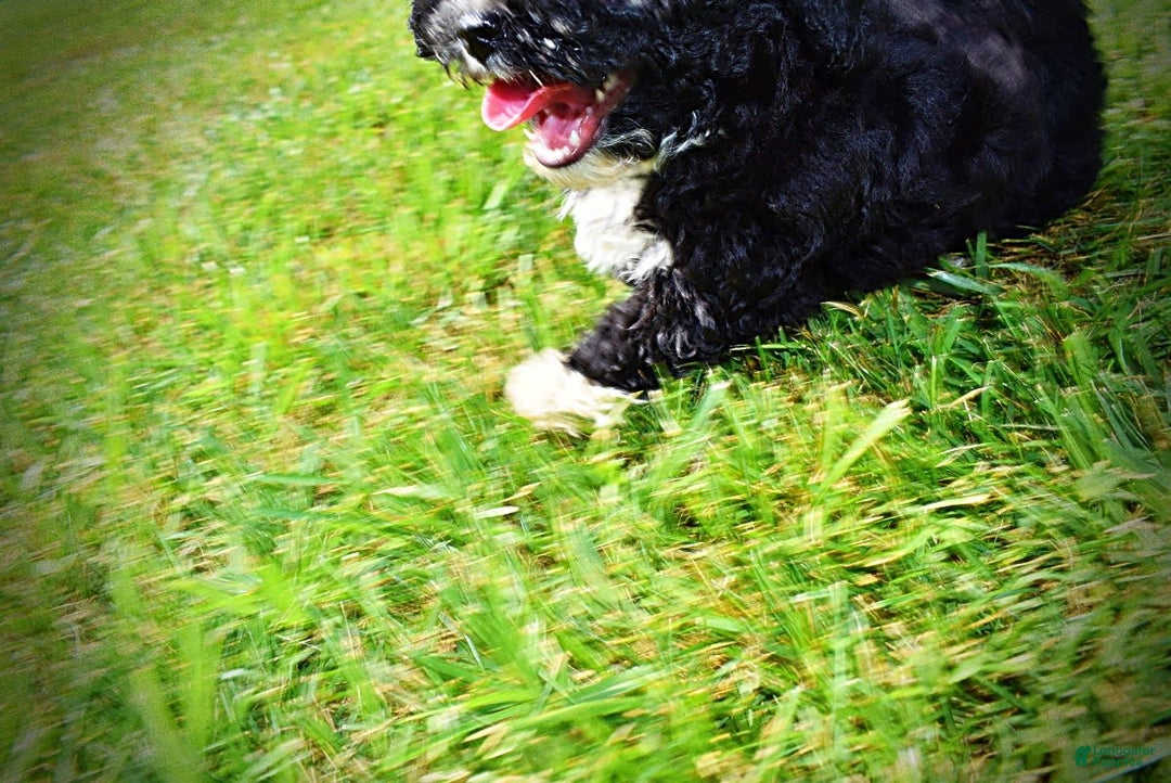Havapoo dogs for sale: Echo - Image 15