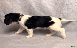Cavalier King Charles Spaniel dogs for sale: Bear - Image 8