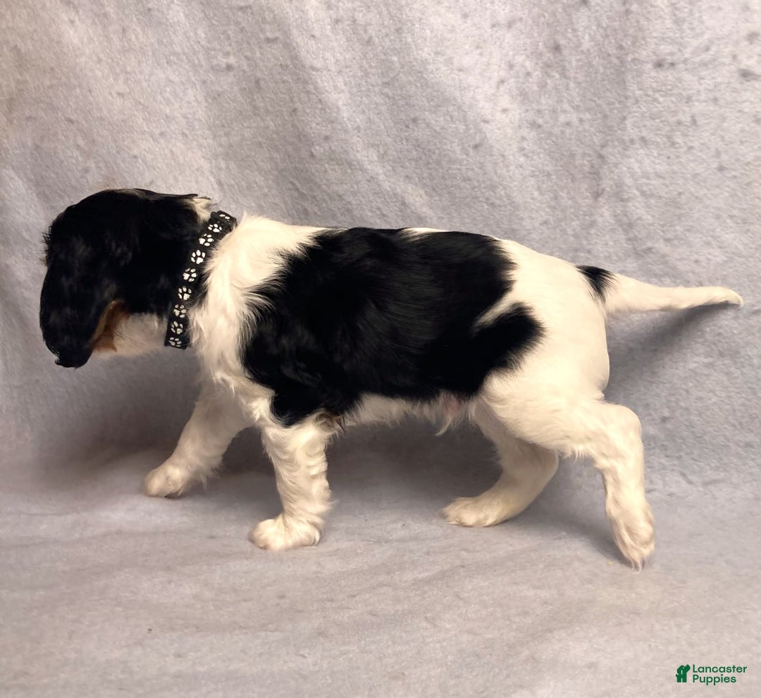 Cavalier King Charles Spaniel dogs for sale: Bear - Image 8
