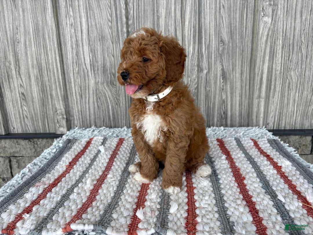 Mini Goldendoodle dogs for sale: Destiny - Image 4