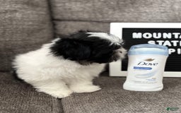 Malshi dogs for sale: Teacup Imperial Benjamin - Image 8