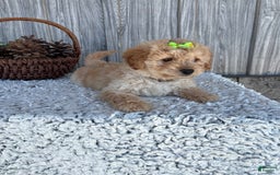 Mini Goldendoodle dogs for sale: Angie - Image 16