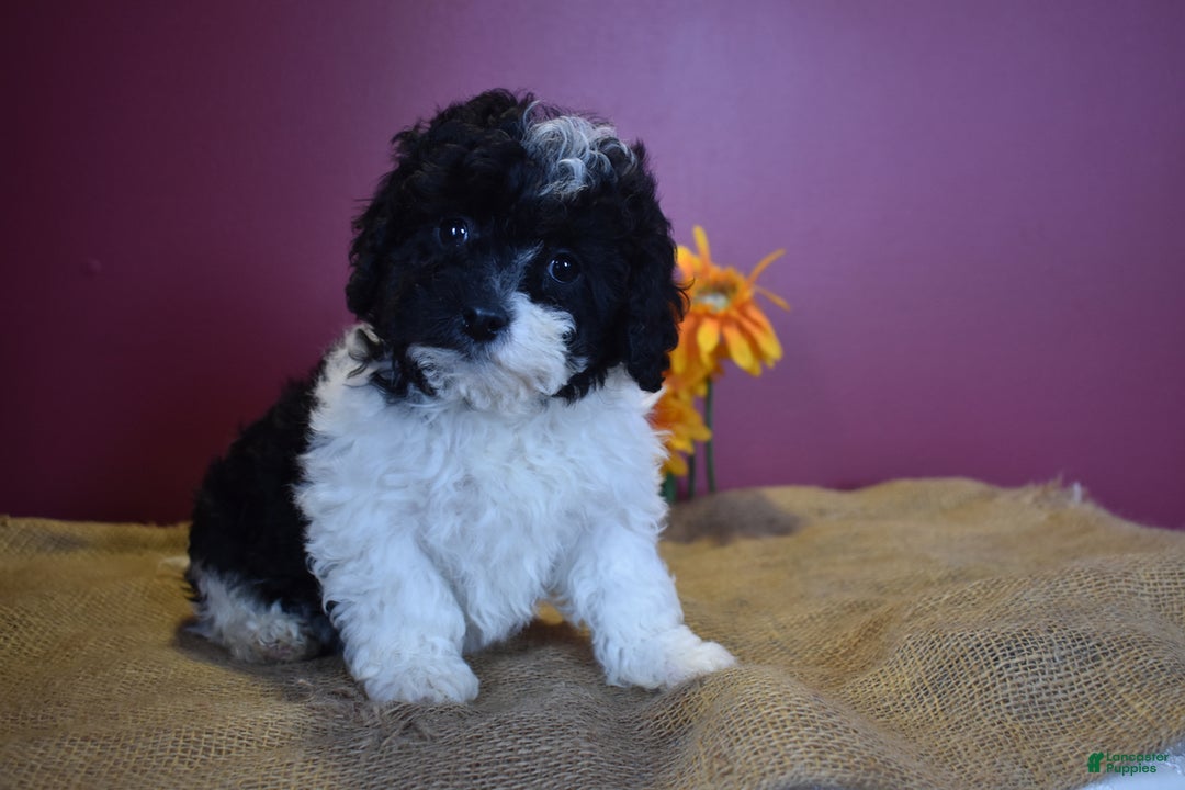 Cavapoo dogs for sale: Jasmine - Image 2