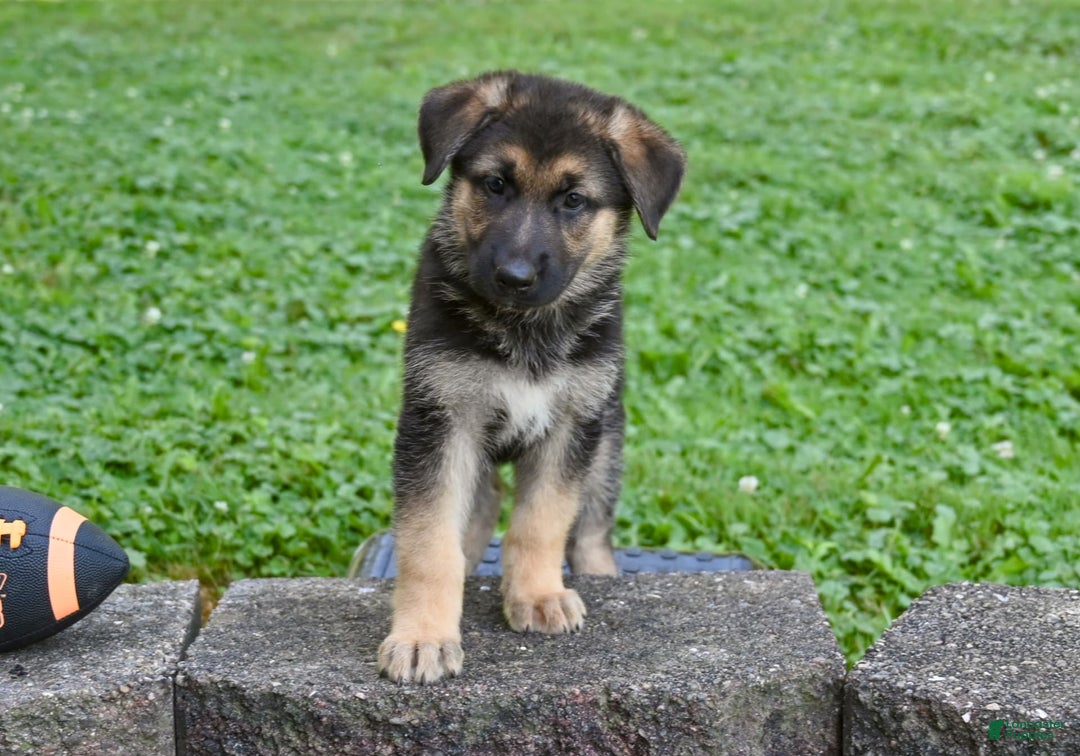 German Shepherd dogs for sale: Andre - Image 2