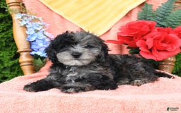 Miniature Poodle dogs for sale: Oakley - Image 25
