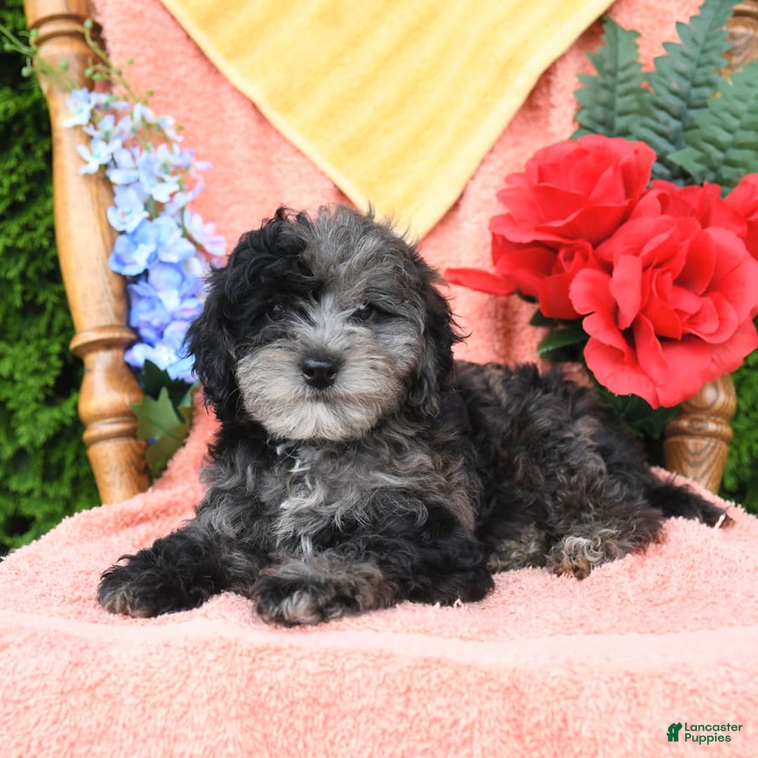 Miniature Poodle dogs for sale: Oakley - Image 25