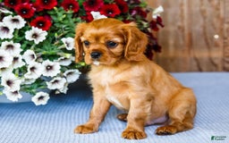 Cavalier King Charles Spaniel dogs for sale: Keegan - Image 6
