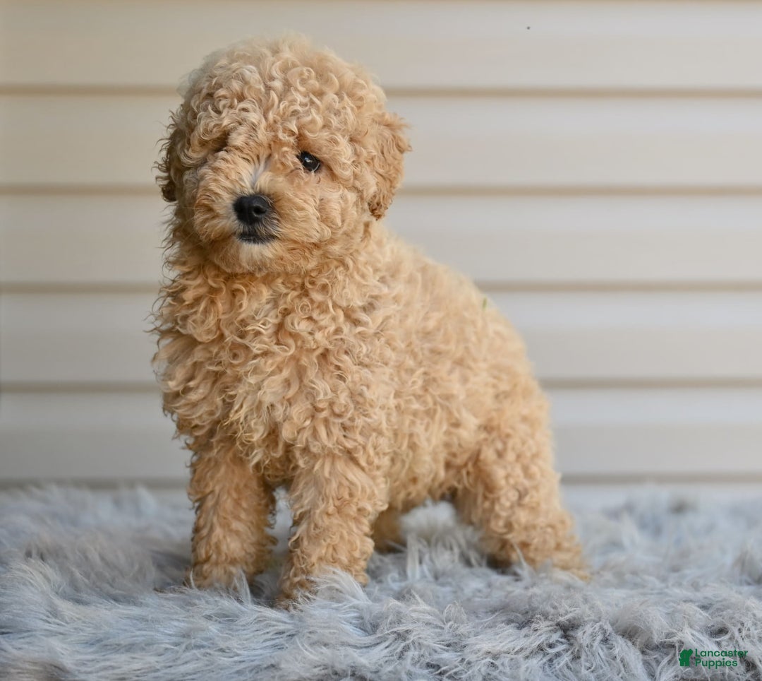 Toy Poodle dogs for sale: Honey - Image 2