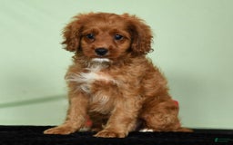 Cavapoo dogs for sale: Indy - Image 4