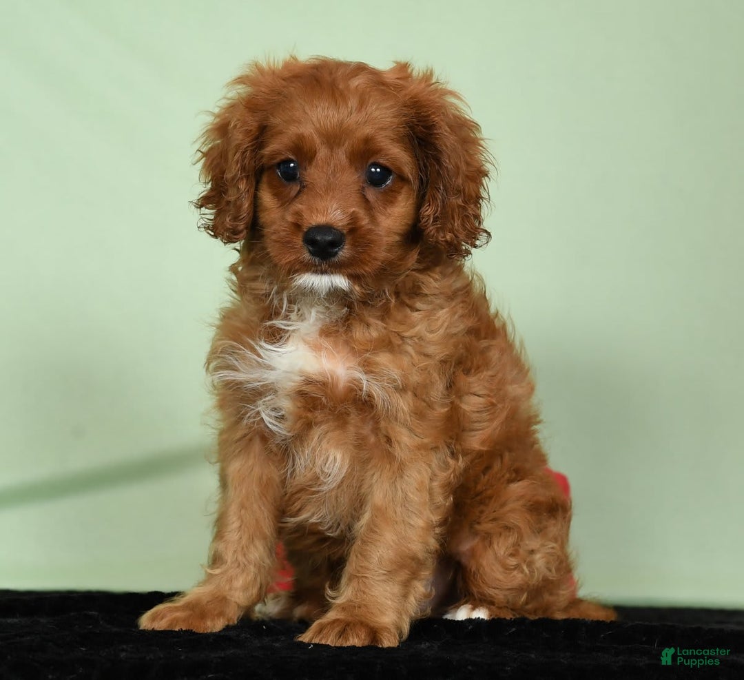 Cavapoo dogs for sale: Indy - Image 4