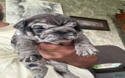 English Bulldog dogs for sale: Chungus - Image 4