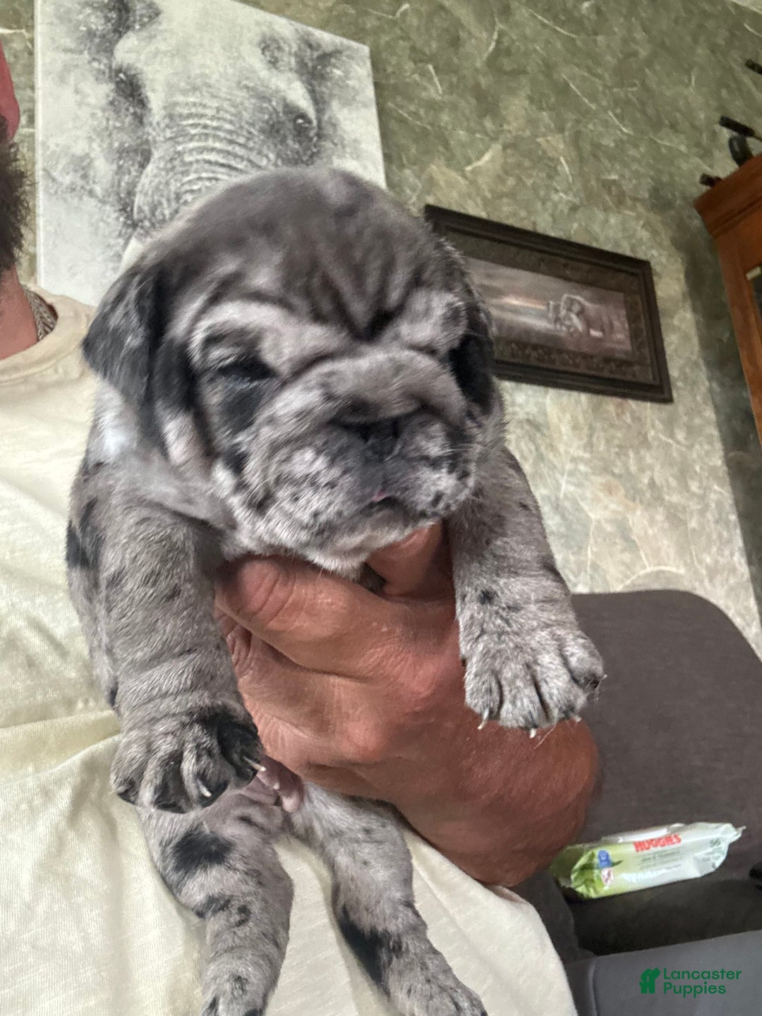 English Bulldog dogs for sale: Chungus - Image 4