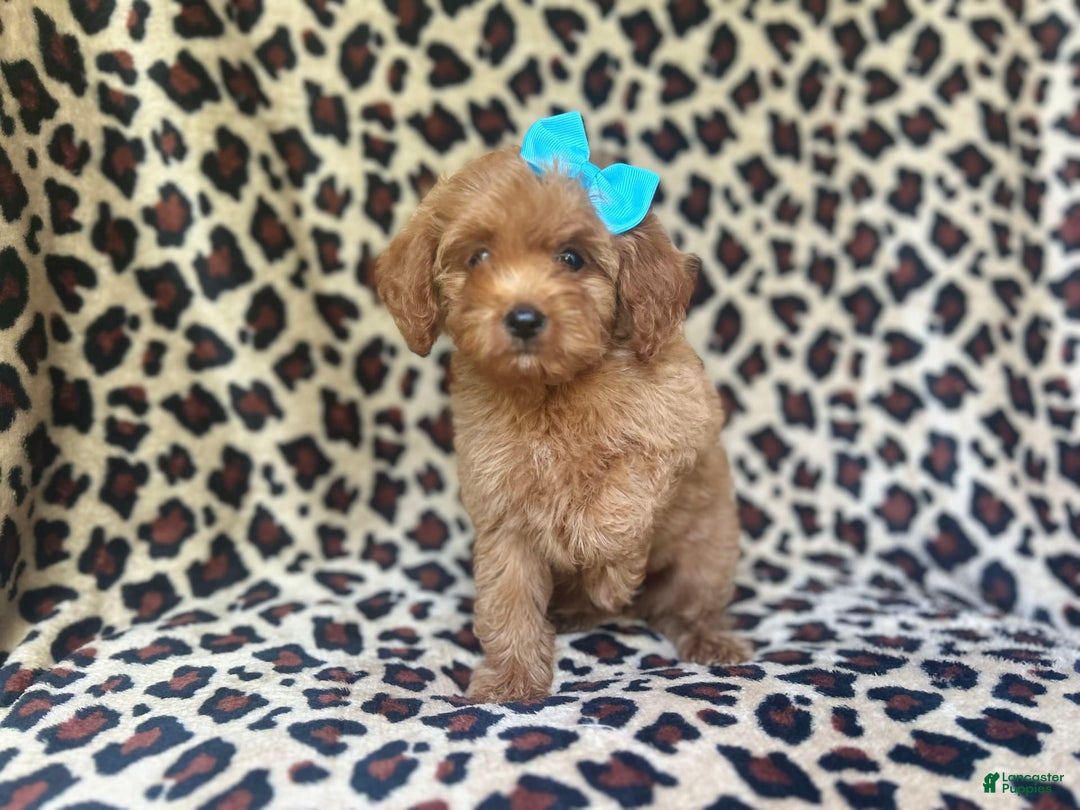 Cockapoo dogs for sale: Mango - Image 6
