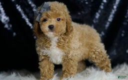 Miniature Poodle dogs for sale: Rusty - Image 5