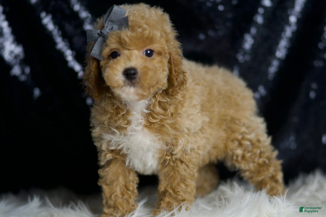 Miniature Poodle dogs for sale: Rusty - Image 5