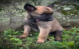 Belgian Malinois dogs for sale: Olivia - Image 1