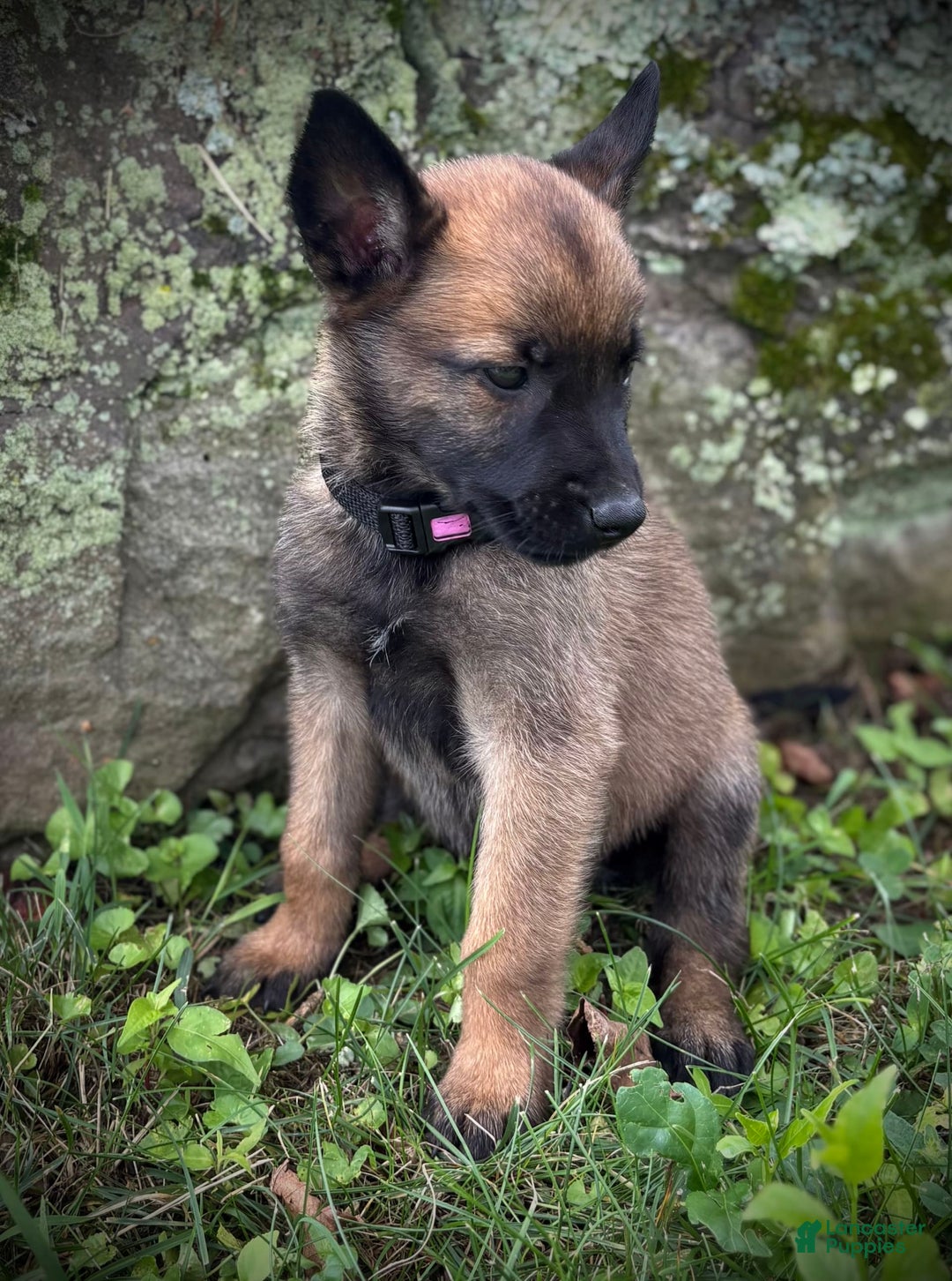 Belgian Malinois dogs for sale: Olivia - Image 1