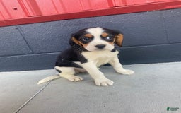 Beaglier dogs for sale: Andy - Image 1