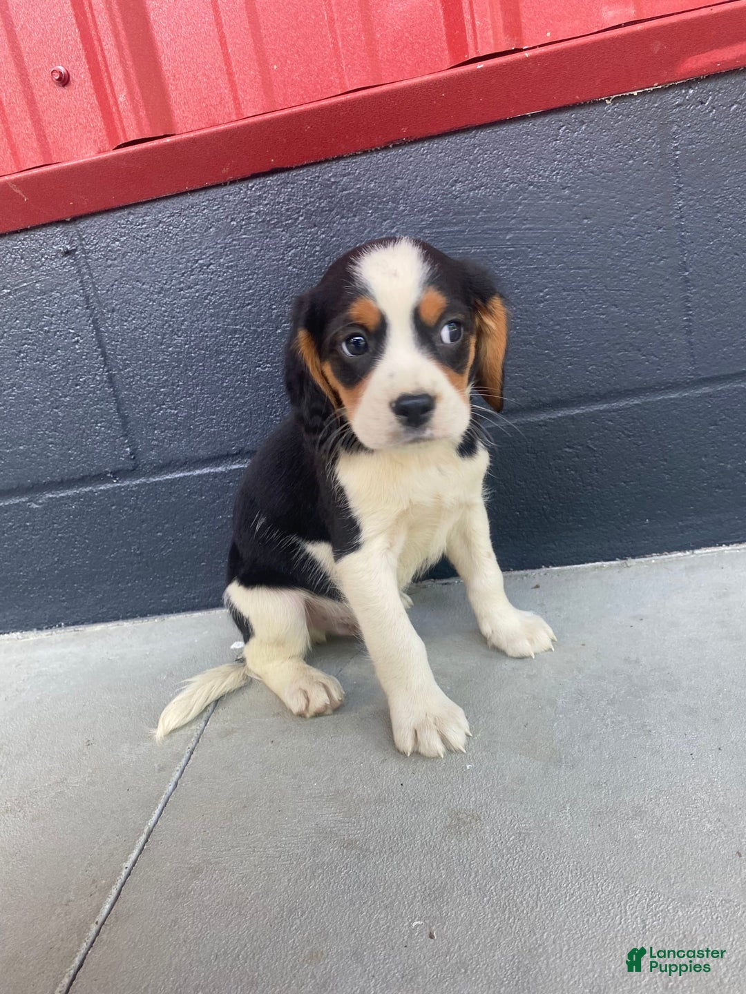 Beaglier dogs for sale: Andy - Image 1