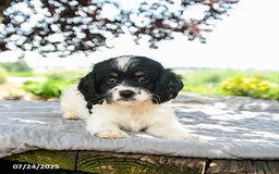 Cavapoo dogs for sale: Lucky - Image 4
