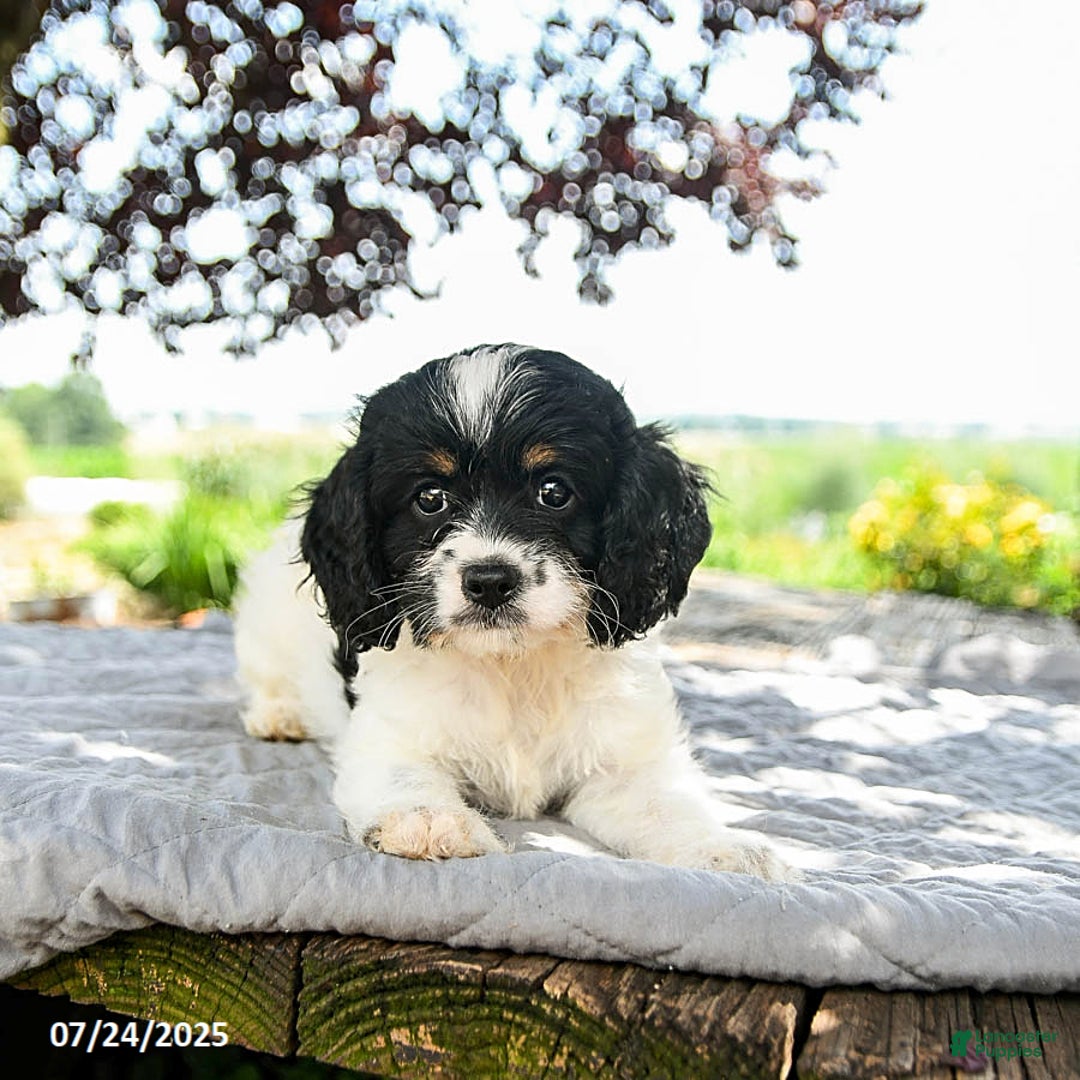 Cavapoo dogs for sale: Lucky - Image 4